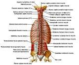 Anatomie: buikwand,rug,rugspier,buikspier,musculus obliquus,musculus transversus,musculus rectus,Poupart,ligamentum inguinalis,lattisimus dorsi,a. epigastrica,serratus anterior,trapezius,gluteus,teres major,teres minor,rhomboideus,supraspinatus,infraspinatus,levetor scapulae